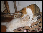 0032 toilette